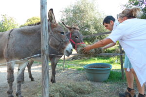 Un âne à la MAS de Saint-Antoine !